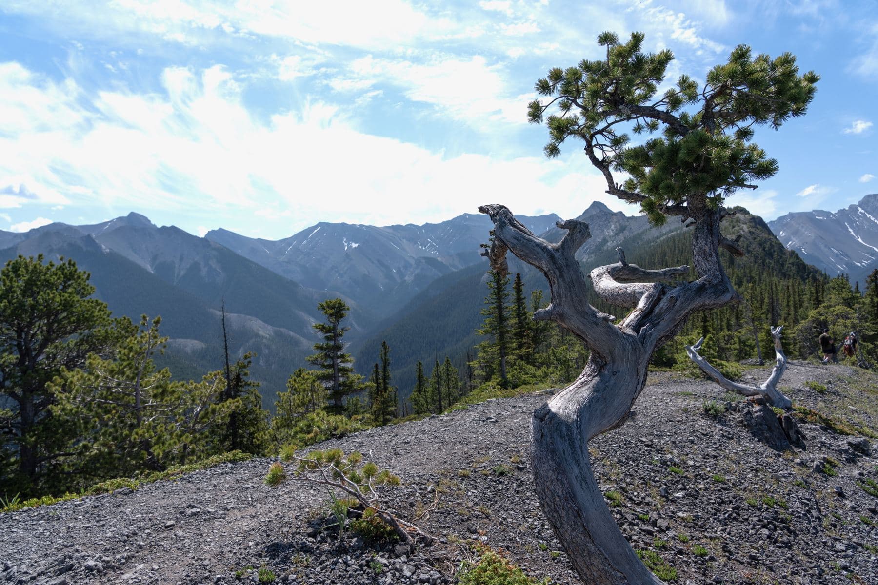 Twisted pine on a ridge above a valley