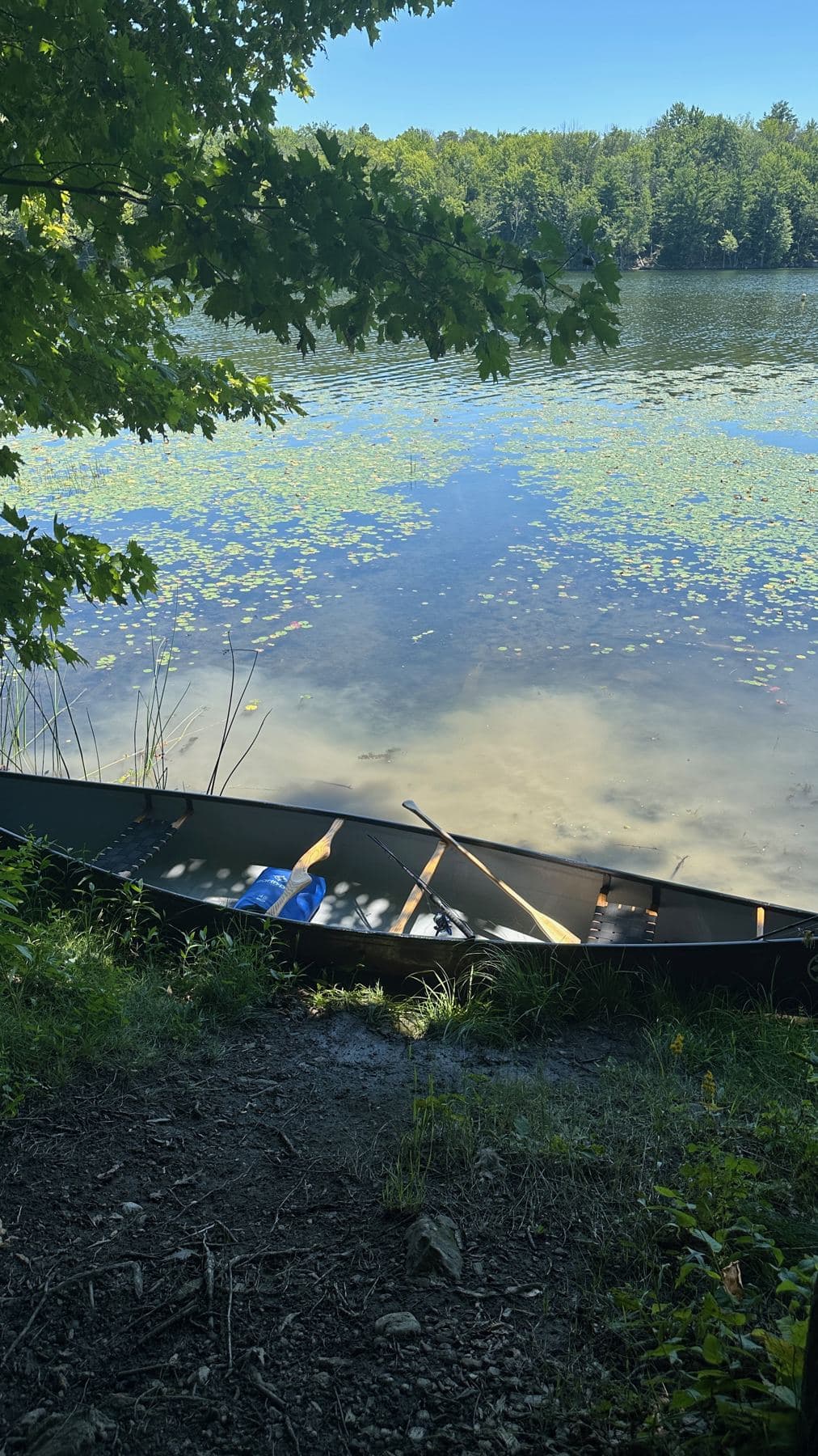 Canoe pulled up at a lake